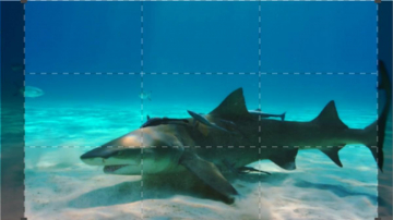 Amazing Ocean: Guida TV  - TV Sorrisi e Canzoni