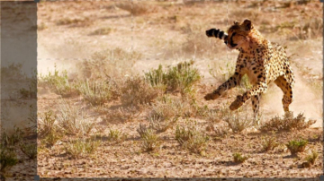 I migliori fotografi di Nat Geo: Guida TV  - TV Sorrisi e Canzoni