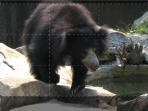 Animali Delle Terre Selvagge: Guida TV  - TV Sorrisi e Canzoni
