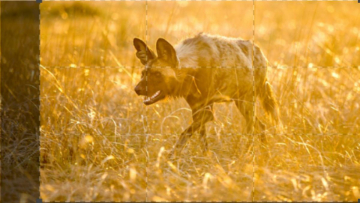 La caccia - Predatori in pericolo: Guida TV  - TV Sorrisi e Canzoni