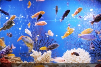The Aquarium: Guida TV  - TV Sorrisi e Canzoni