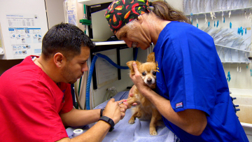 Dr. Jeff: animali da salvare: Guida TV  - TV Sorrisi e Canzoni