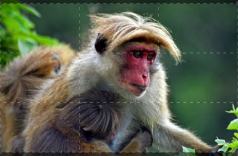 La Vita Segreta Del Macaco Dal Berretto: Guida TV  - TV Sorrisi e Canzoni