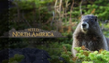 Wild Nord America: Guida TV  - TV Sorrisi e Canzoni