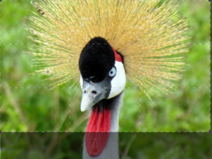 Beautiful Serengeti: Guida TV  - TV Sorrisi e Canzoni