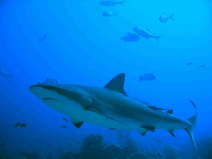 Wild Caraibi: Guida TV  - TV Sorrisi e Canzoni