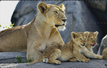 Beautiful Serengeti: Guida TV  - TV Sorrisi e Canzoni
