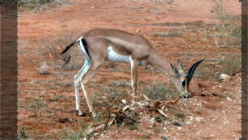 Beautiful Serengeti: Guida TV  - TV Sorrisi e Canzoni