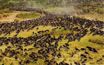 Beautiful Serengeti: Guida TV  - TV Sorrisi e Canzoni