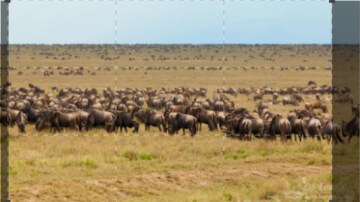 Beautiful Serengeti: Guida TV  - TV Sorrisi e Canzoni