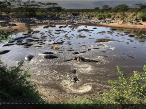 Beautiful Serengeti: Guida TV  - TV Sorrisi e Canzoni