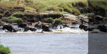 Beautiful Serengeti: Guida TV  - TV Sorrisi e Canzoni
