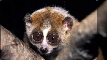 Animali genitori eccezionali: Guida TV  - TV Sorrisi e Canzoni