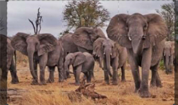 Animali genitori eccezionali: Guida TV  - TV Sorrisi e Canzoni