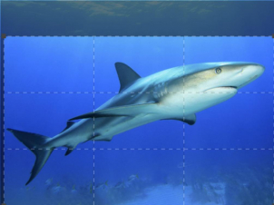 Tiger Shark King: Guida TV  - TV Sorrisi e Canzoni