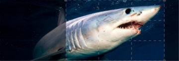 Monster mako: predatore perfetto: Guida TV  - TV Sorrisi e Canzoni