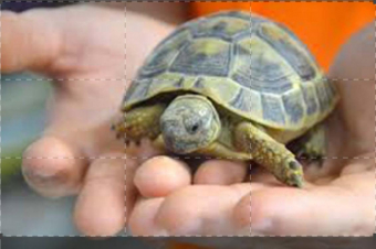 Tablet. Animali in 4D: Guida TV  - TV Sorrisi e Canzoni