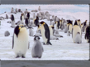 Wildest Antartic: Guida TV  - TV Sorrisi e Canzoni