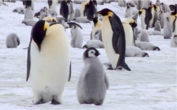 Wildest Antarctic: Guida TV  - TV Sorrisi e Canzoni