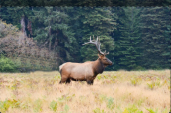 America: Un Anno Nella Natura Selvaggia: Guida TV  - TV Sorrisi e Canzoni