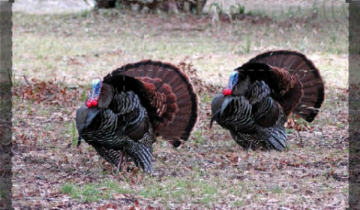 America: Un Anno Nella Natura Selvaggia: Guida TV  - TV Sorrisi e Canzoni