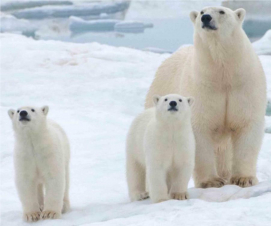 Snow Bears, vita da orsi: Guida TV  - TV Sorrisi e Canzoni