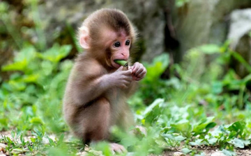 24/7 Wild: Guida TV  - TV Sorrisi e Canzoni