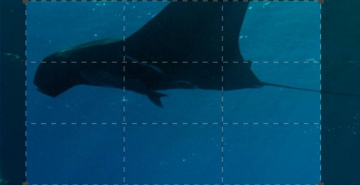 Eroi degli oceani: Perpetual Planet: Guida TV  - TV Sorrisi e Canzoni