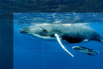 Wild America Latina: Guida TV  - TV Sorrisi e Canzoni
