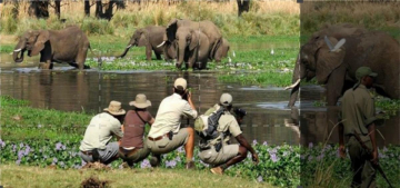 Immensa Africa: Guida TV  - TV Sorrisi e Canzoni