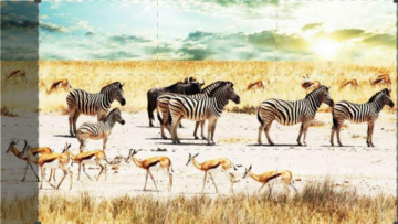 Il libro della Savana: Guida TV  - TV Sorrisi e Canzoni