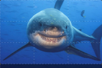 Shark Week: il meglio del meglio: Guida TV  - TV Sorrisi e Canzoni