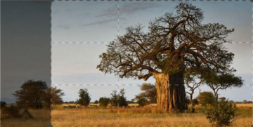 Immensa Africa: Guida TV  - TV Sorrisi e Canzoni