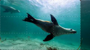 Wildest Antartic: Guida TV  - TV Sorrisi e Canzoni