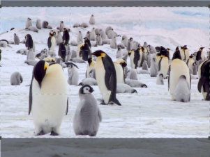 Wildest Antartic: Guida TV  - TV Sorrisi e Canzoni