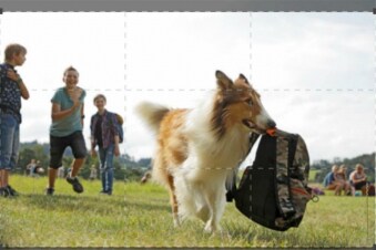 Lassie torna a casa: Guida TV  - TV Sorrisi e Canzoni