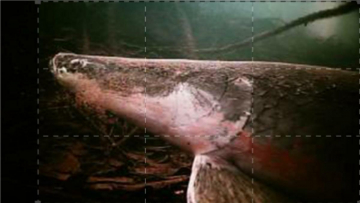 River Monsters: incontri pericolosi: Guida TV  - TV Sorrisi e Canzoni