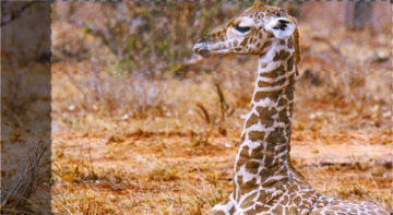 Le Ultime Giraffe: Guida TV  - TV Sorrisi e Canzoni