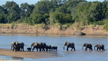 Immensa Africa: Guida TV  - TV Sorrisi e Canzoni