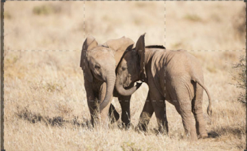 Il libro della Savana: Guida TV  - TV Sorrisi e Canzoni