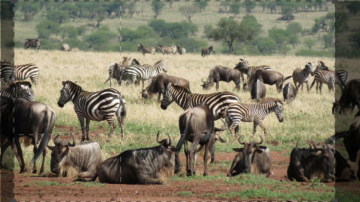 Il libro della Savana: Guida TV  - TV Sorrisi e Canzoni
