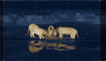 La notte degli animali: Guida TV  - TV Sorrisi e Canzoni