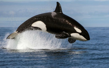 I superpredatori dei mari: Guida TV  - TV Sorrisi e Canzoni
