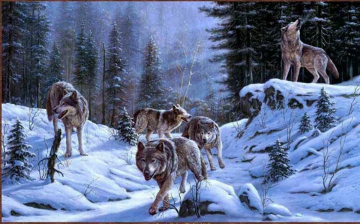Expedition Wolf Diritti: Guida TV  - TV Sorrisi e Canzoni