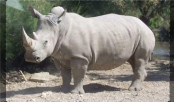 Armi Animali: Guida TV  - TV Sorrisi e Canzoni