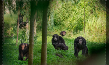 Animali Alfa - Grandi Privilegi, Grandi Responsabilità: Guida TV  - TV Sorrisi e Canzoni