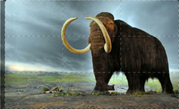 Il Mammut lanoso: segreti congelati: Guida TV  - TV Sorrisi e Canzoni