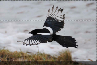 I ladri più coraggiosi della natura: Guida TV  - TV Sorrisi e Canzoni