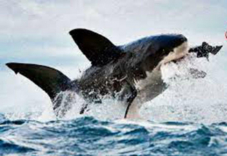 Gli animali più grandi del pianeta: Guida TV  - TV Sorrisi e Canzoni