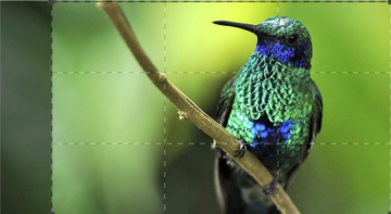 I Magici Colori Della Natura: Guida TV  - TV Sorrisi e Canzoni
